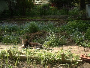 Stanley dozes in the early spring garden while supervising my work.