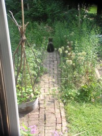photo of garden with black cat
