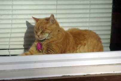 Orange cat sleeping on windowsill with miniblind.