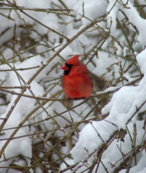 male cardinal in snowy forsythia
