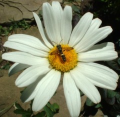 photo of daisy with tiny bee