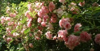 photo of pink climbing roses