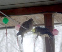 photo of doves on clothes line