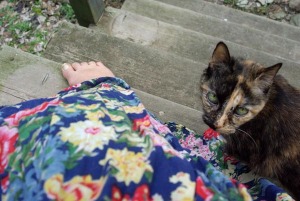 photo of cat and flowered dress