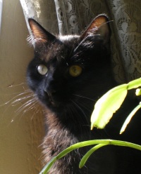 photo of black cat with plant