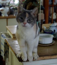 photo of calico cat 