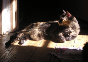 photo of tortie cat in the sun