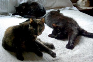 photo of cats on bed