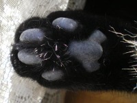 black cat paw