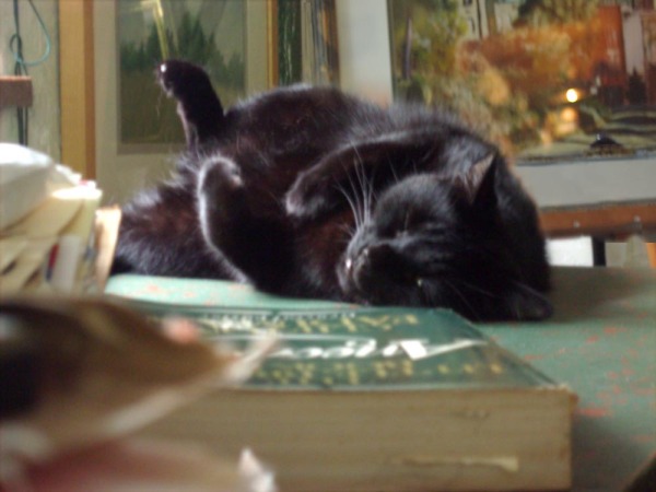 black cat sleeping with book