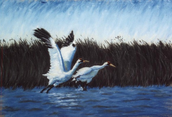 pastel painting of whooping cranes