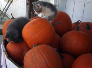 pumpkins with kittens