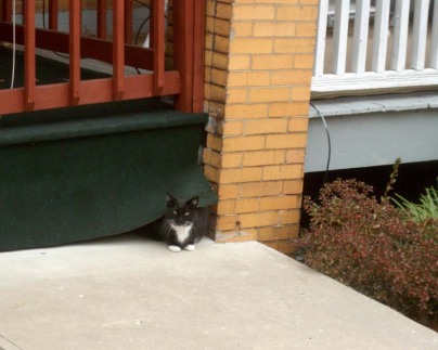 tuxedo cat under porch