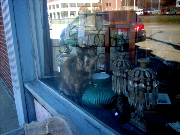 tortie cat in front window