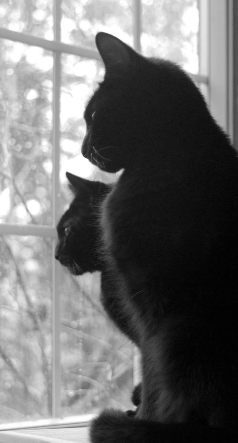 two black cats looking out window