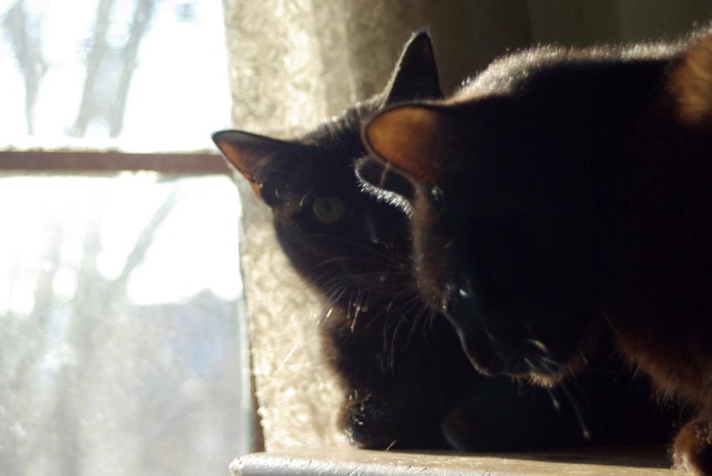 two black cats by sunny window