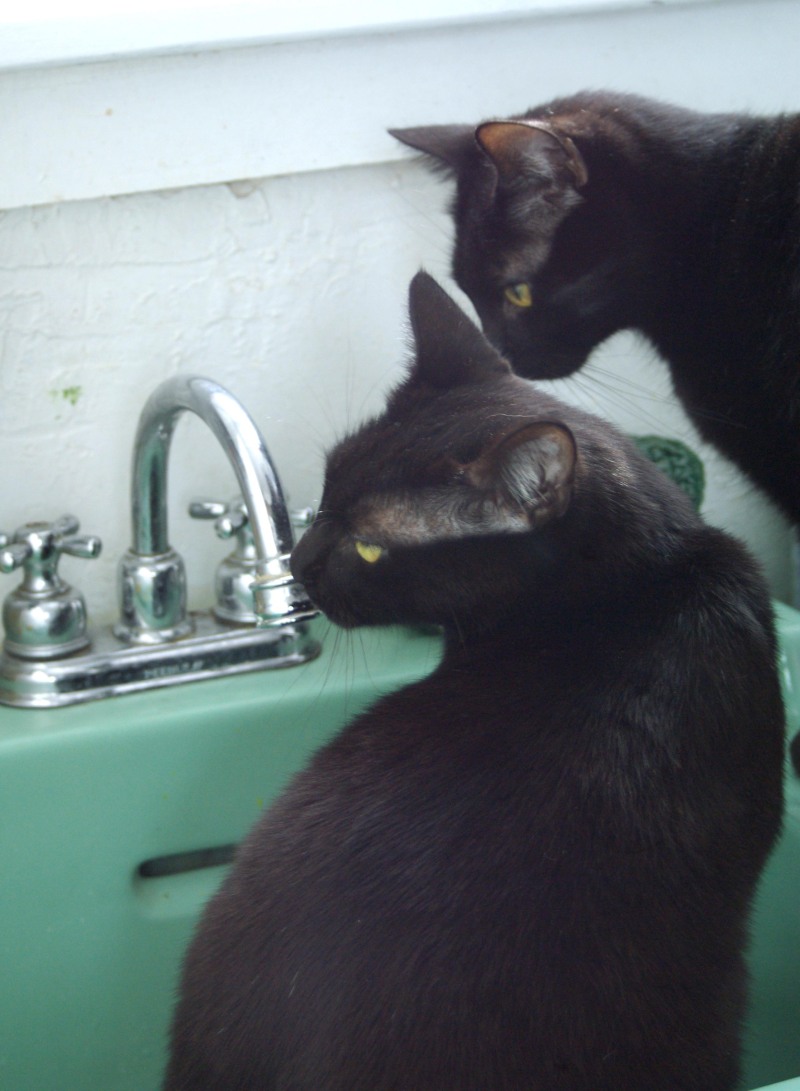 two black cats staring at faucet