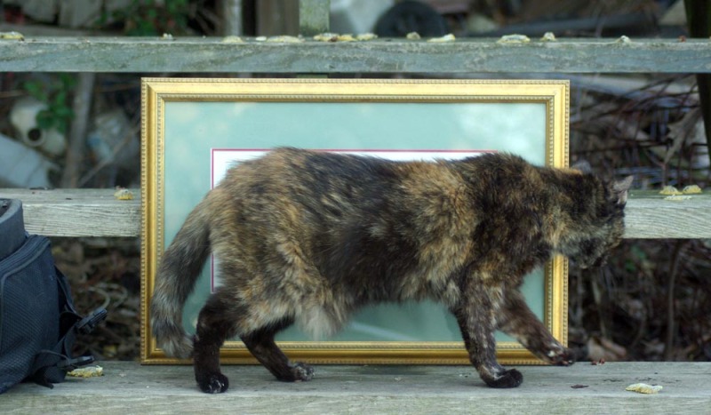 tortie cat in front of painting