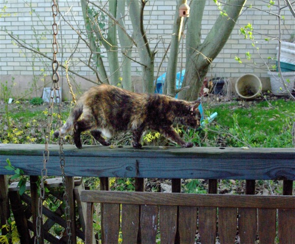 tortie cat on deck railing