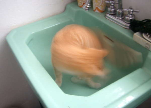 blurry orange kitten in sink