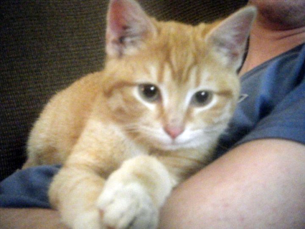 orange kitten 