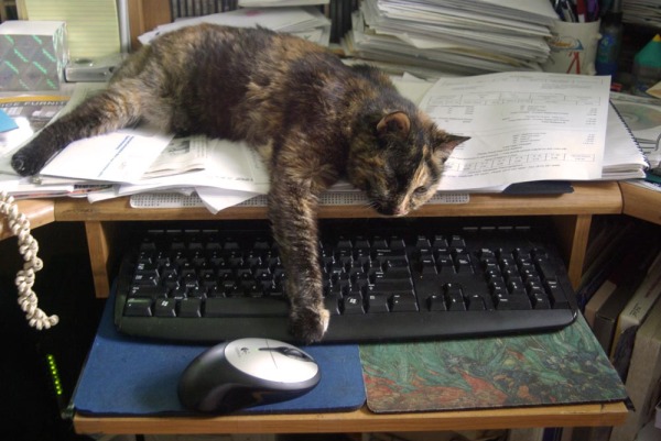 tortoiseshell cat on keyboard