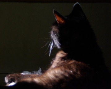 black cat in dark room