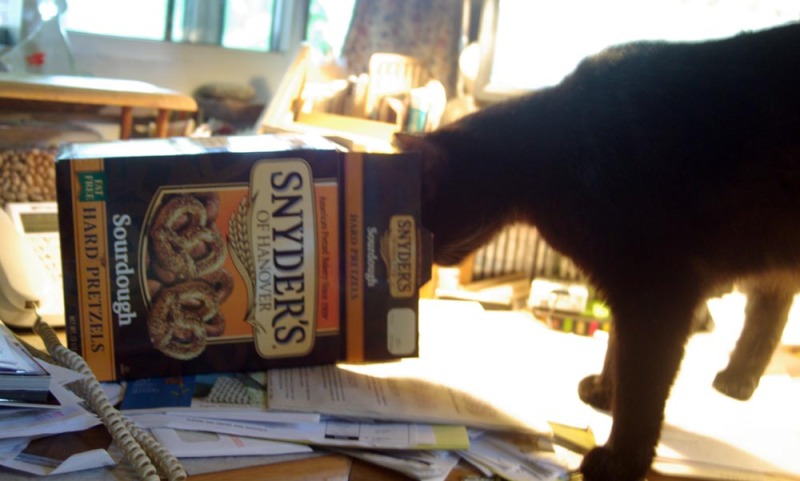 photo of black cat with pretzel box