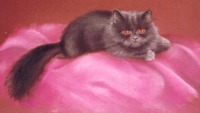 portrait of gray persian cat