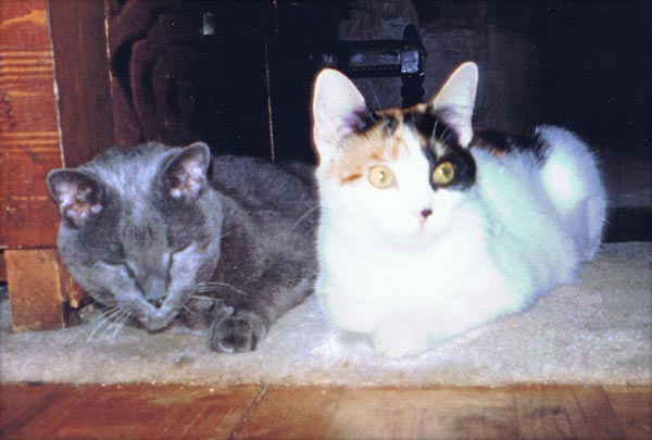 gray cat and calico cat