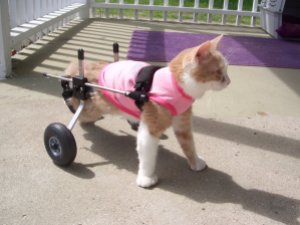 cat in wheelchair