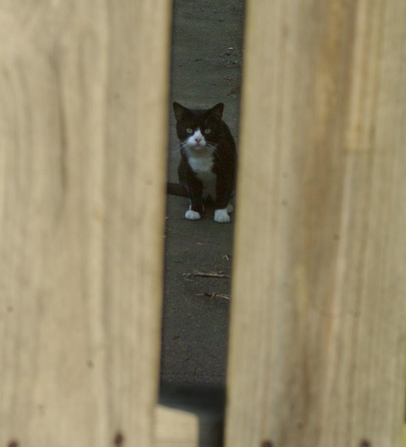 tuxedo cat through fence