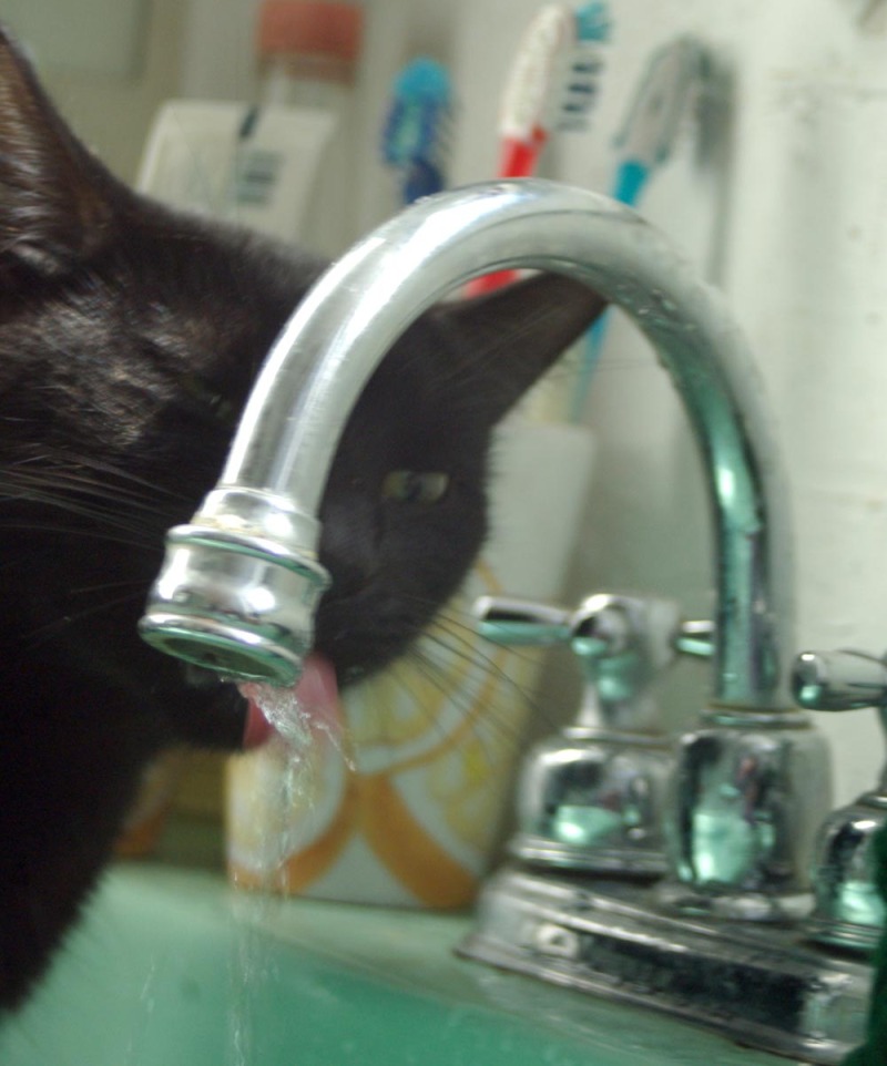 black cat drinking from faucet