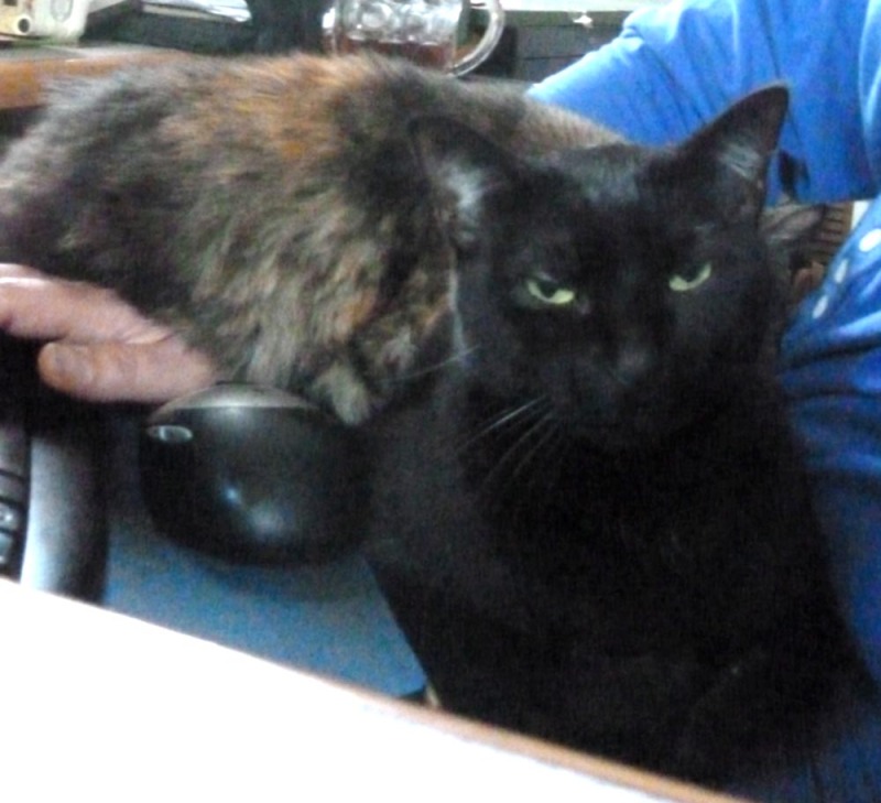 black cat with tortie cat