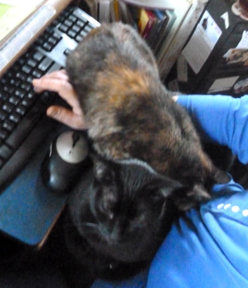 tortie cat draped over arm and black cat
