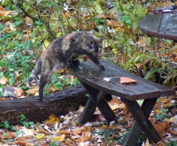 tortie cat steps up on the bench