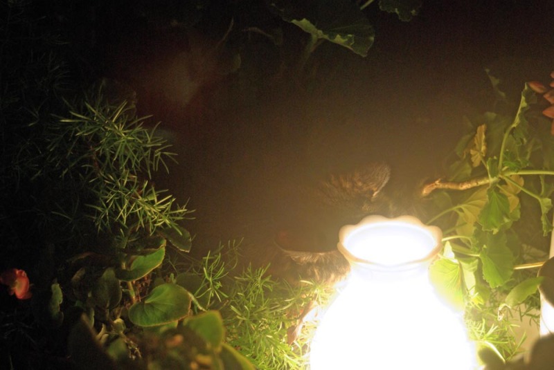 tortie cat sleeping near lamp in geraniums