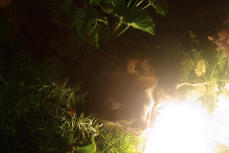 tortie cat in geraniums