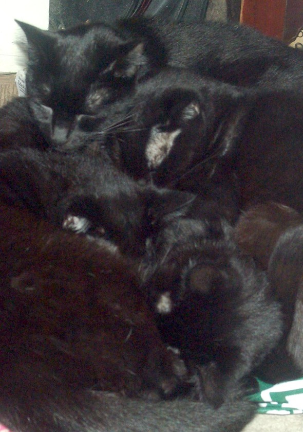 four black cat faces