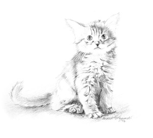 pencil sketch of kitten