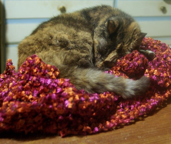 tortoiseshell cat on magenta crocheted shawl