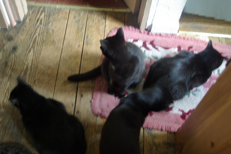 photo of four black cats on the floor