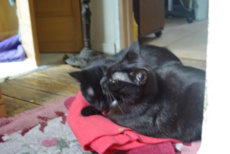 two black cat on red cloth