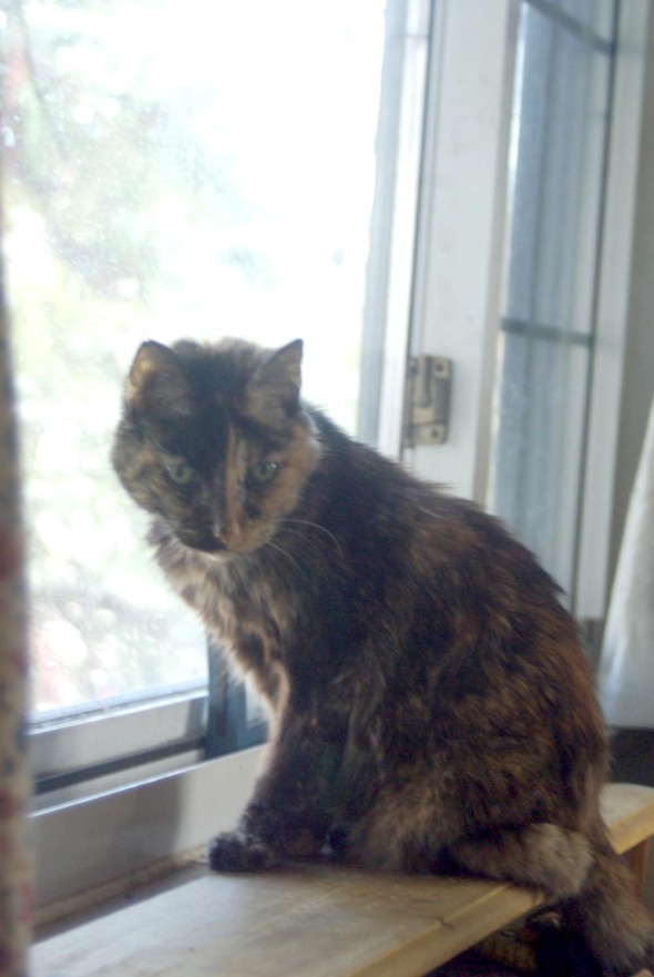 tortoiseshell cat at window