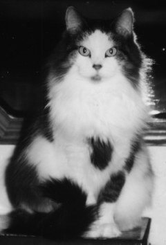 black and white photo of long-haired cat