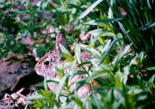 bunny profile in spring garden