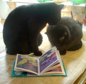 two black cats reading forever paws