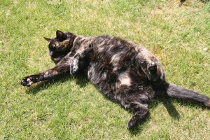 tortie cat in the grass