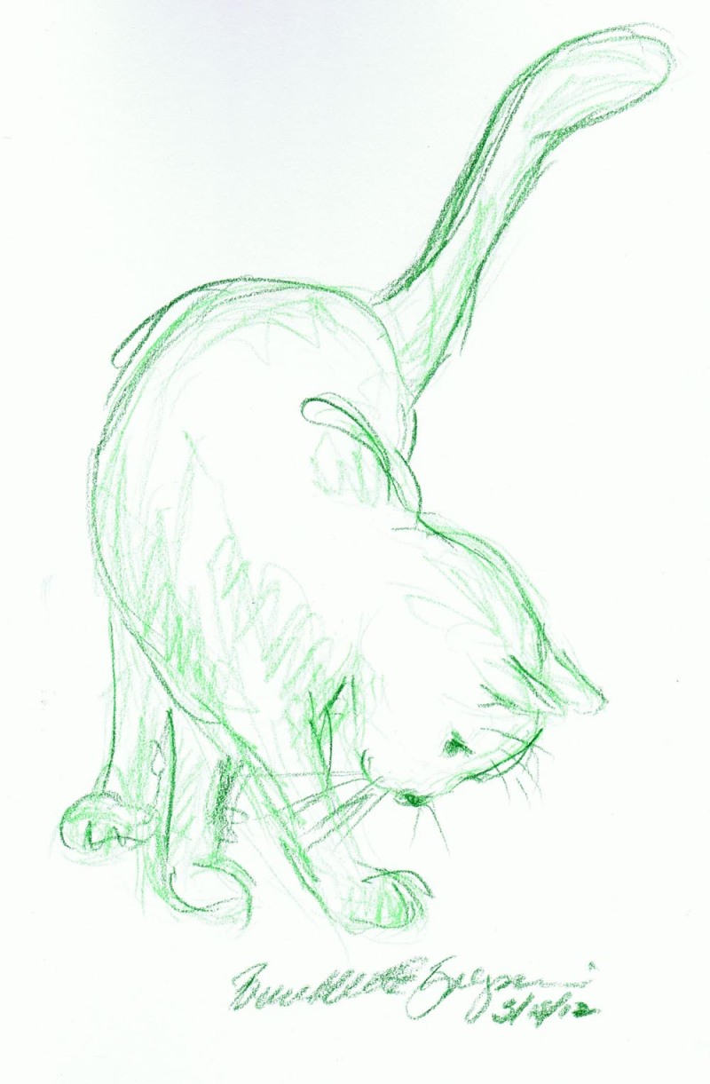 colored pencil sketch of cat