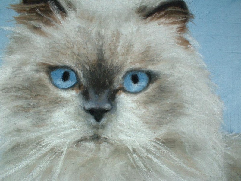 closeup of portrait of himalayan cat